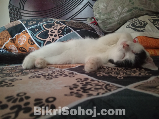 Mix Persian Cat